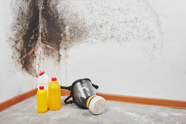 Greenville, PA Mold Removal Company