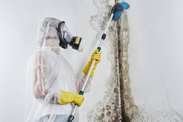 Best Crawl Space Mold Removal  in Greenville, PA