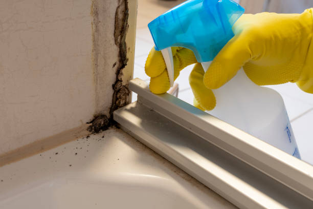 Attic Mold Removal in Greenville, PA