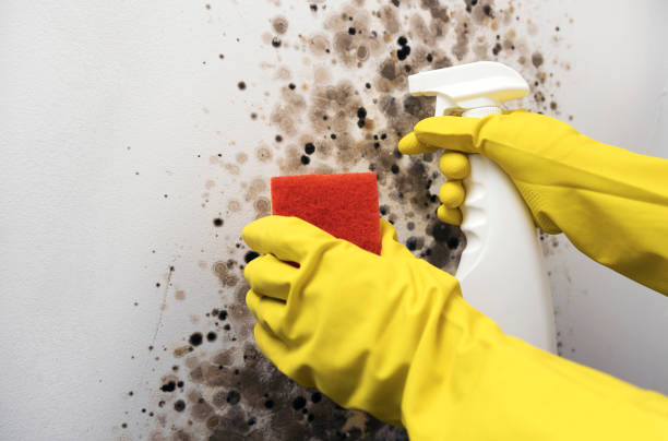 Best Commercial Mold Removal  in Greenville, PA