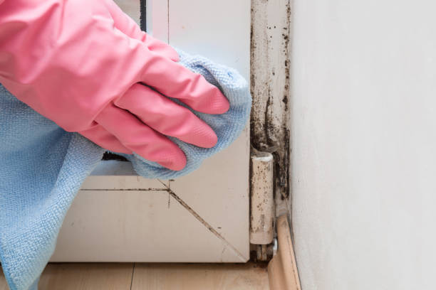 Best Mold Removal Company Near Me  in Greenville, PA