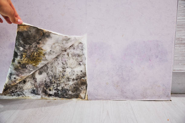 Best Black Mold Removal  in Greenville, PA